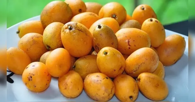 Imagem ilustrativa da notícia Ingredientes amazônicos ganham espaço na indústria nacional