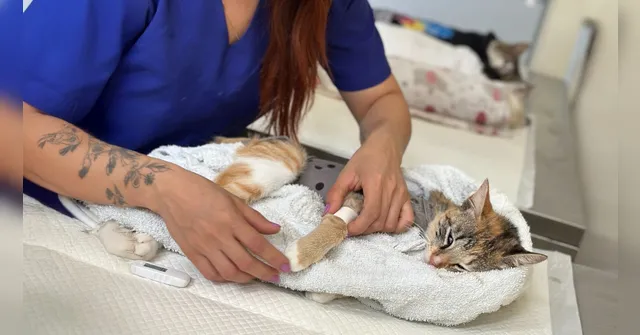 Imagem ilustrativa da notícia Quer castrar seu gato de graça em Belém? Saiba como participar