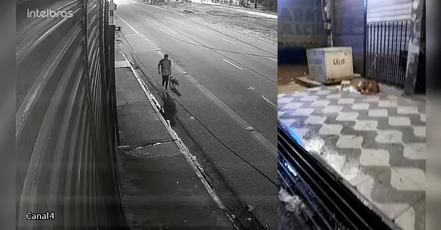 Imagem ilustrativa da notícia Pitbull é resgatado após ser abandonado no bairro do Bengui