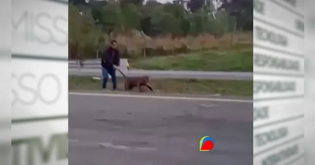 Imagem ilustrativa da notícia Onça-parda é puxada pelo rabo em rodovia de São Paulo