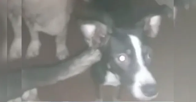 Imagem ilustrativa da notícia Vídeo: comunidade denuncia casa com 40 cachorros em situação precária