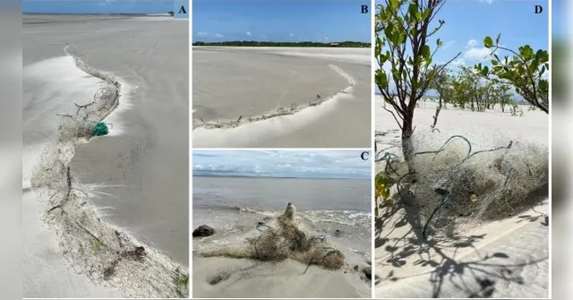 Imagem ilustrativa da notícia Pesquisa revela organismos vivos em resíduos de pesca em Algodoal
