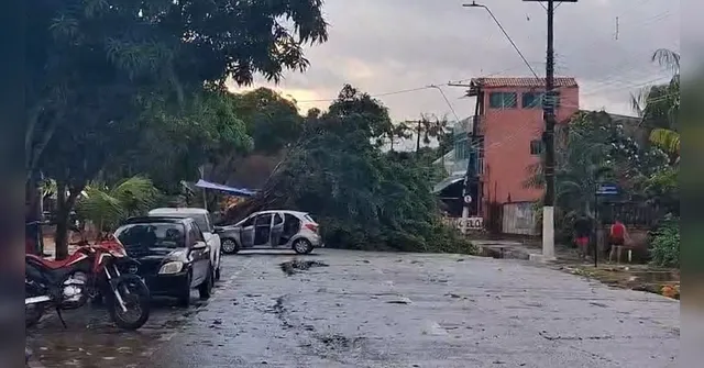 Imagem ilustrativa da notícia Chuva forte derruba árvore e causa apagão em Mosqueiro