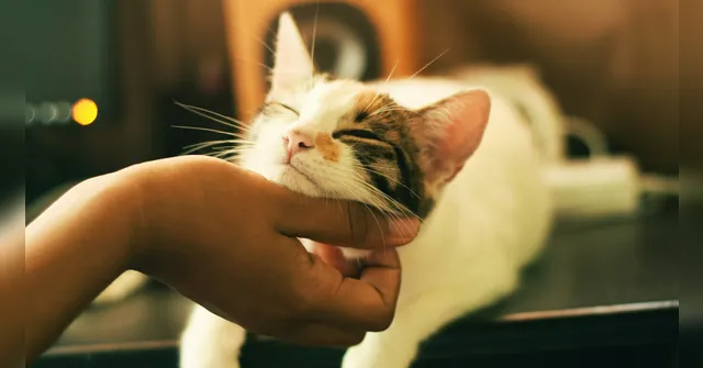 Imagem ilustrativa da notícia Estudo revela como cães e gatos afetam o estresse dos donos