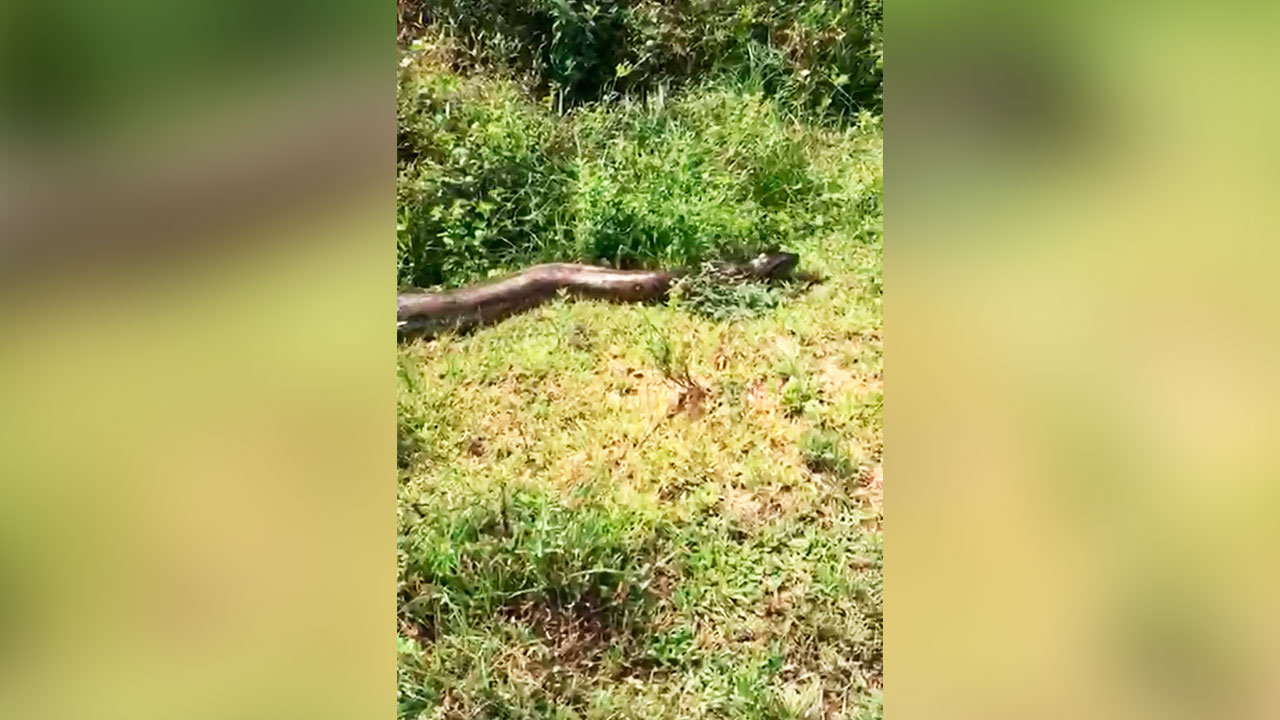 Registro mostra animal de seis metros camuflando-se na vegetação de igarapé.