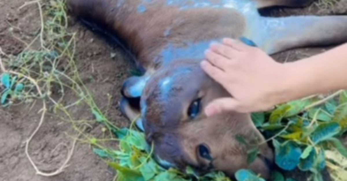 O animal impressionou por nascer com duas cabeças. Apesar de chamar atenção, ele não sobreviveu por muito tempo.