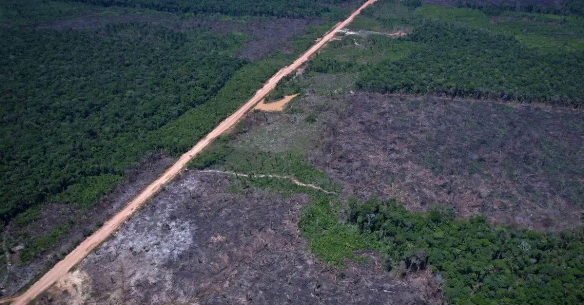 Segundo o Imazon, a Amazônia registrou 1.145 quilômetros quadrados de floresta derrubada entre janeiro e junho de 2026, resultado 10% menor que o do mesmo período do ano passado.