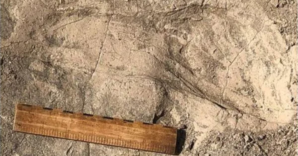 Pegadas fossilizadas de 1,4 milhão de anos encontradas no Lago Turkana, no Quênia, revelam que o Paranthropus boisei tinha porte físico maior do que o estimado.