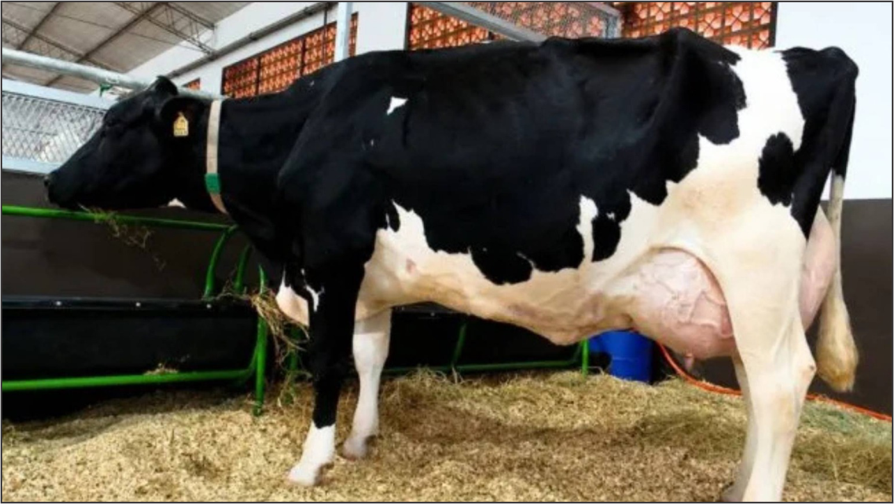 A vaca recordista chamou a atenção por sua conformação física impecável ainda em exposições antes de se tornar uma campeã torneio leiteiro