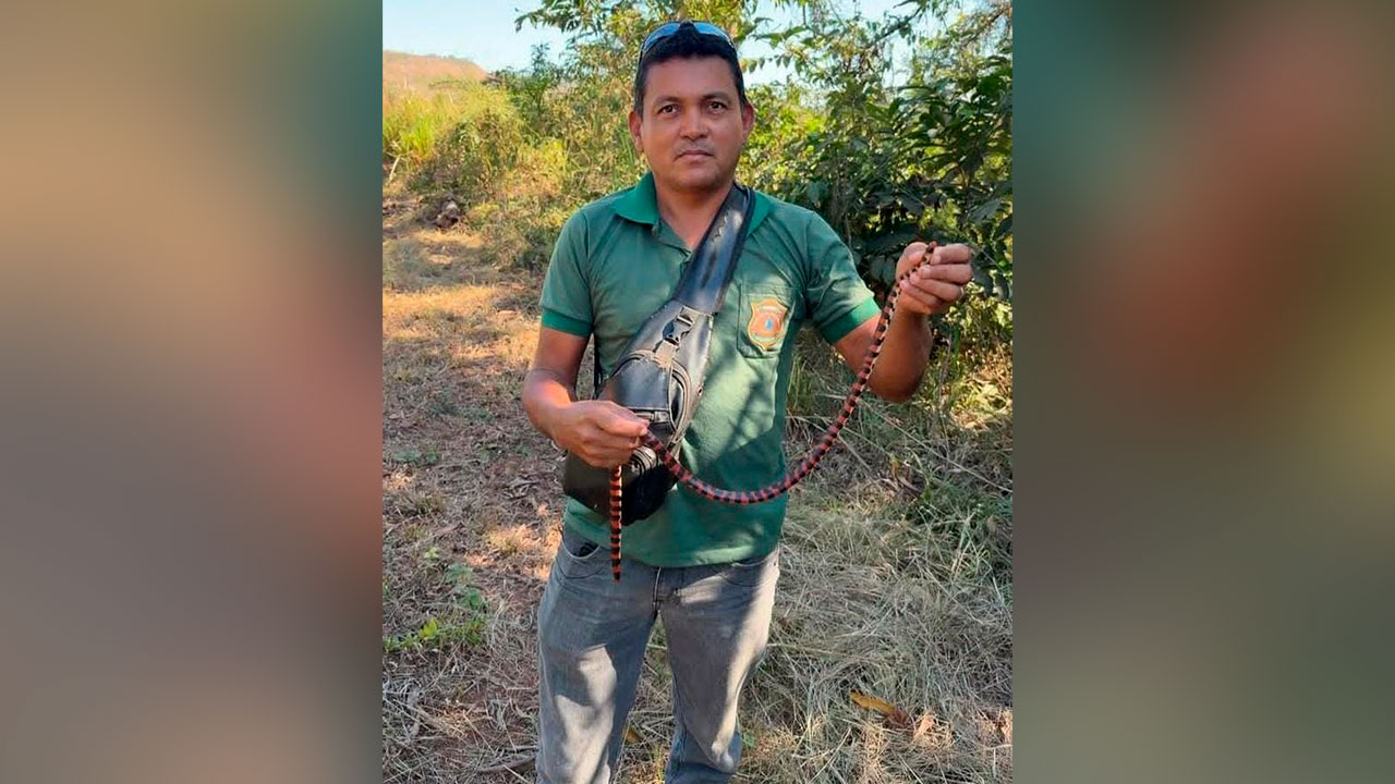 Agente devolvendo serpente ao seu habitat natural