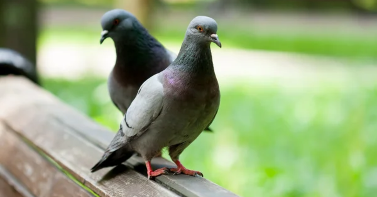 Pombos podem se instalar em varandas em busca de abrigo e alimento; veja como dificultar a presença das aves.