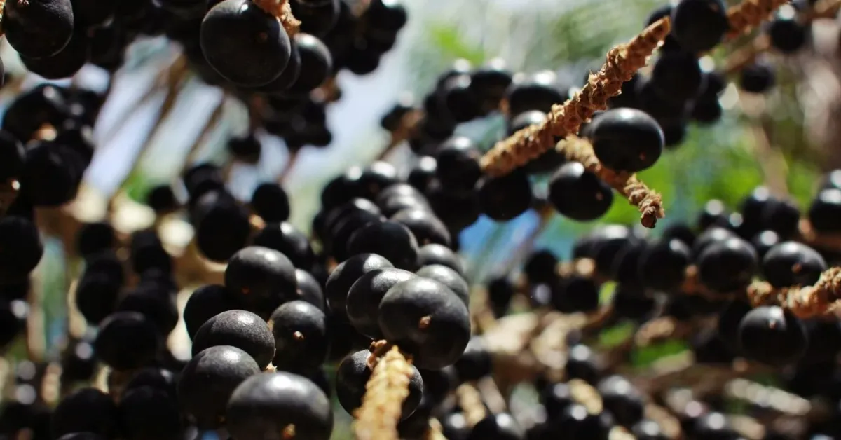 Uma cooperativa do Amapá fechou contrato para fornecer 15 mil toneladas de açaí à China até 2031, fortalecendo a exportação, gerando renda para comunidades agroextrativistas.