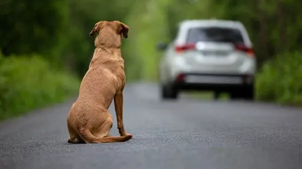 Câmara dos Deputados aprova projeto que suspende CNH e multa motoristas por abandono de animais; medidas mais severas para reincidentes.
