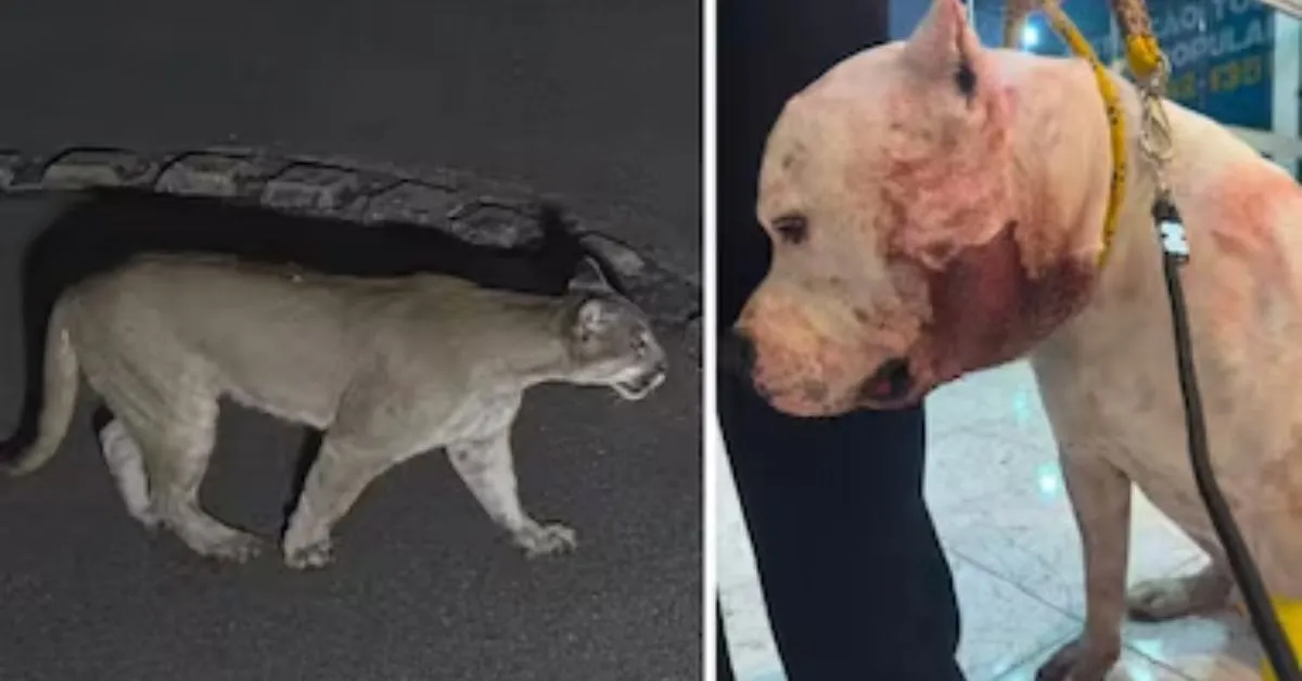 Pitbull ficou ferido após confronto com a onça-parda.