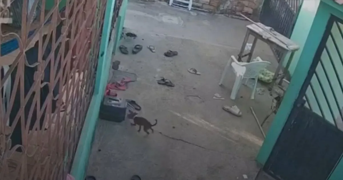 O enxame atacou os cachorros, que não resistiram às ferroadas