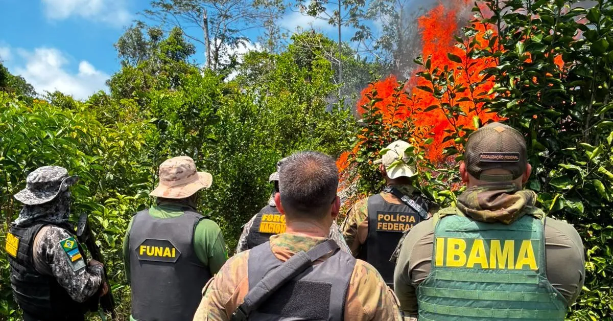 Operação Tekohã destruiu cerca de 6 mil plantas de maconha e estruturas utilizadas no cultivo ilegal no sul do Pará.