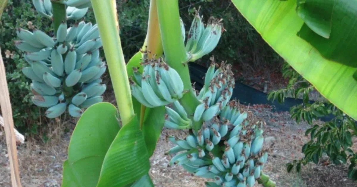 Originária do Sudeste Asiático, a fruta é atualmente cultivada em regiões como o Havaí, as Ilhas Fiji, as Filipinas e alguns países da América Latina.