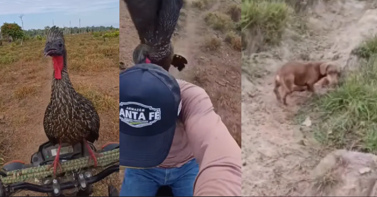 Após o ataque da ave, tutor e cachorro seguiram a viagem normalmente.