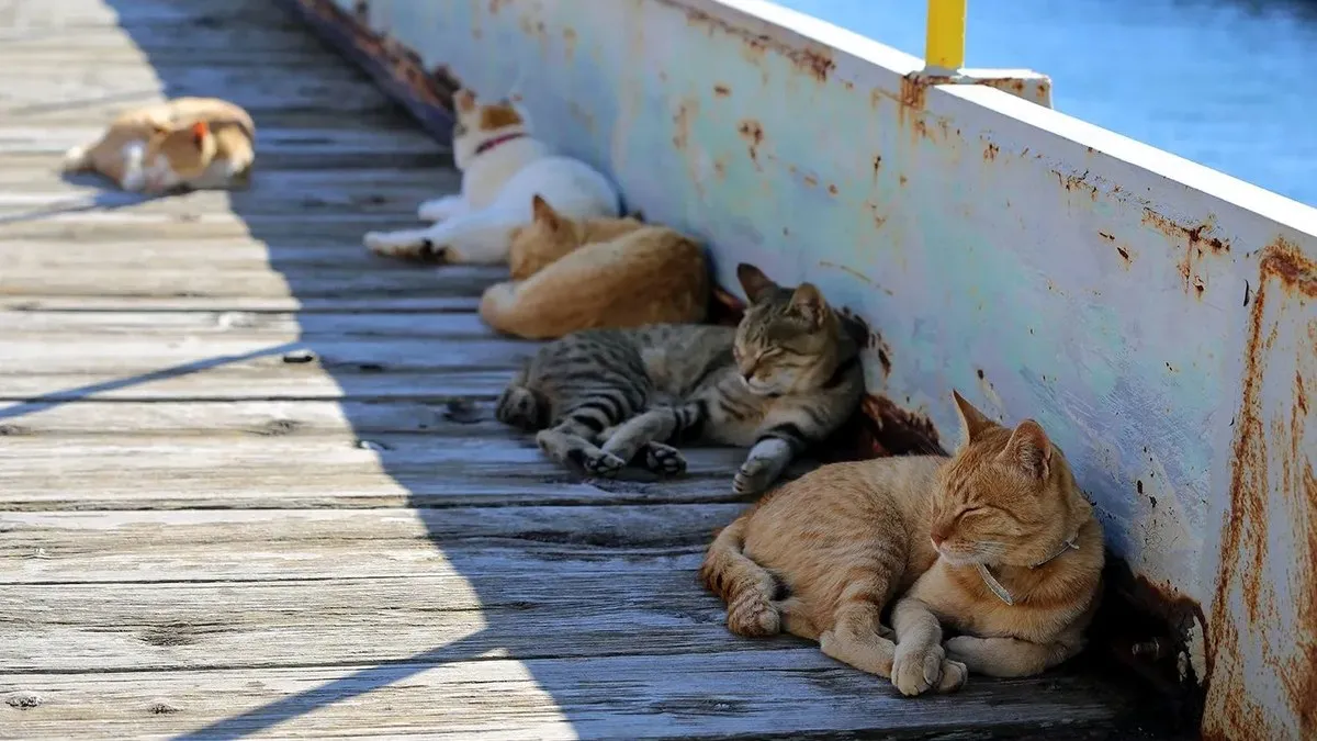 Em 2014, a Ilha era habitada por 91 gatos e apenas 17 moradores.