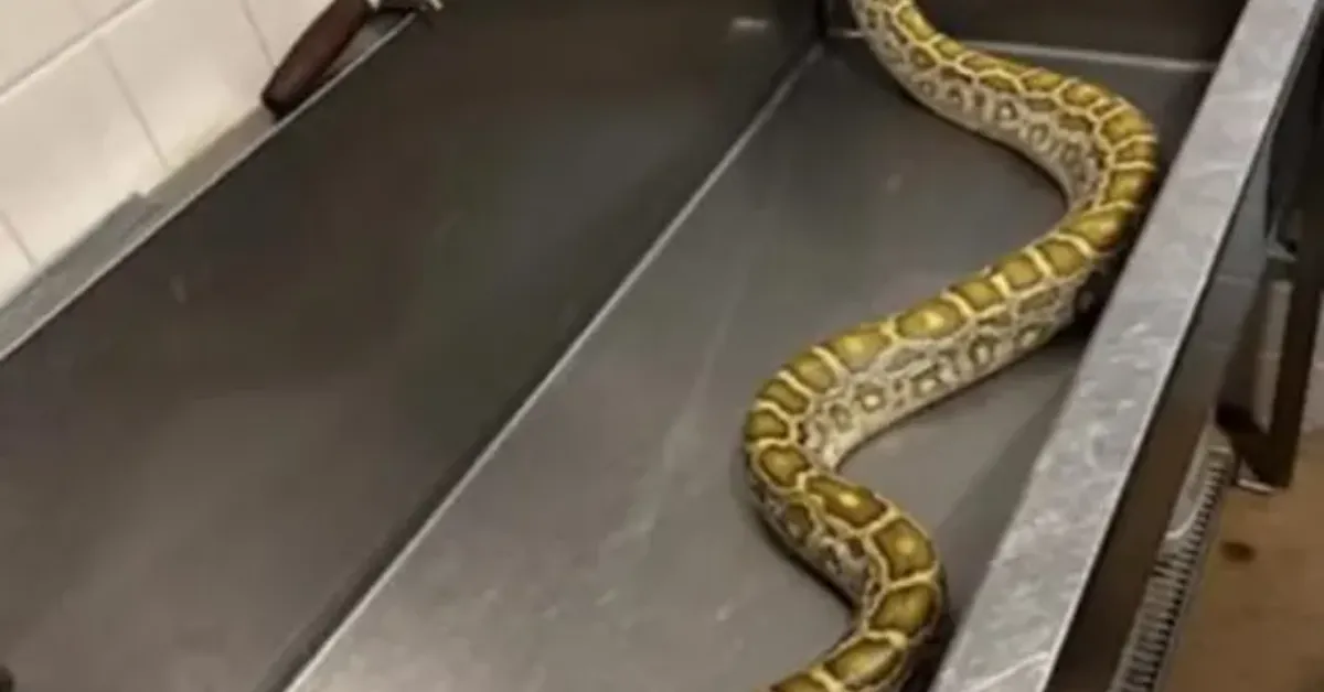 Píton-birmanesa de 2,5 metros foi resgatada debaixo de um galpão em Nova Jersey; raio-X revelou que a cobra havia engolido um gambá de grande porte.