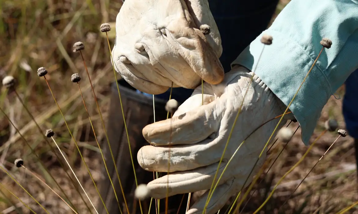 Entre esses achados, estão a Paepalanthus magalhaesii e a Coracoralina amoena que são típicas da paisagem das serras de Minas Gerais
