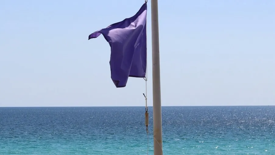 Saiba sobre a bandeira roxa nas praias: significado, cuidados e o que fazer em caso de contato com animais marinhos.