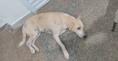 A lealdade de Faraó emocionou Porto Velho. O cachorro esperou por mais de 30 dias na porta de um hospital pelo tutor, que morreu em um acidente.