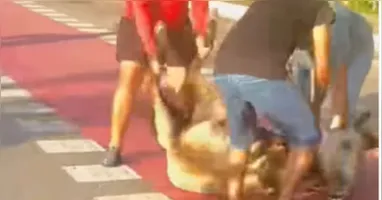 Cavalo foi atropelado na avenida Centenário, em Belém, e recebeu atendimento veterinário após o acidente.