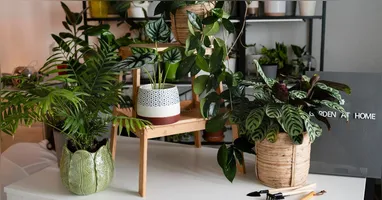 Um vaso perfumado pode parecer apenas um item de decoração, mas algumas plantas liberam compostos aromáticos que podem incomodar determinados insetos.