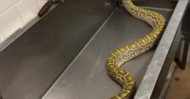 Píton-birmanesa de 2,5 metros foi resgatada debaixo de um galpão em Nova Jersey; raio-X revelou que a cobra havia engolido um gambá de grande porte.