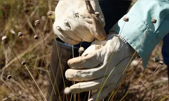 Entre esses achados, estão a Paepalanthus magalhaesii e a Coracoralina amoena que são típicas da paisagem das serras de Minas Gerais