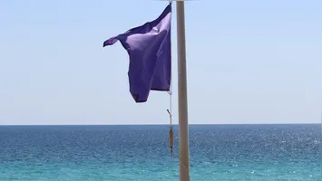 Saiba sobre a bandeira roxa nas praias: significado, cuidados e o que fazer em caso de contato com animais marinhos.