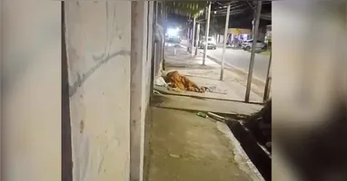 Homem foi preso em Outeiro, Belém, suspeito de praticar atos de zoofilia com uma cadela. Caso registrado pela Polícia Militar do Pará.