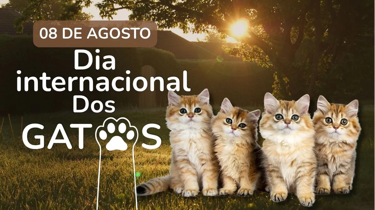 Imagem ilustrativa da notícia Dia Internacional do Gato mobiliza tutores e reforça ações para o bem-estar felino