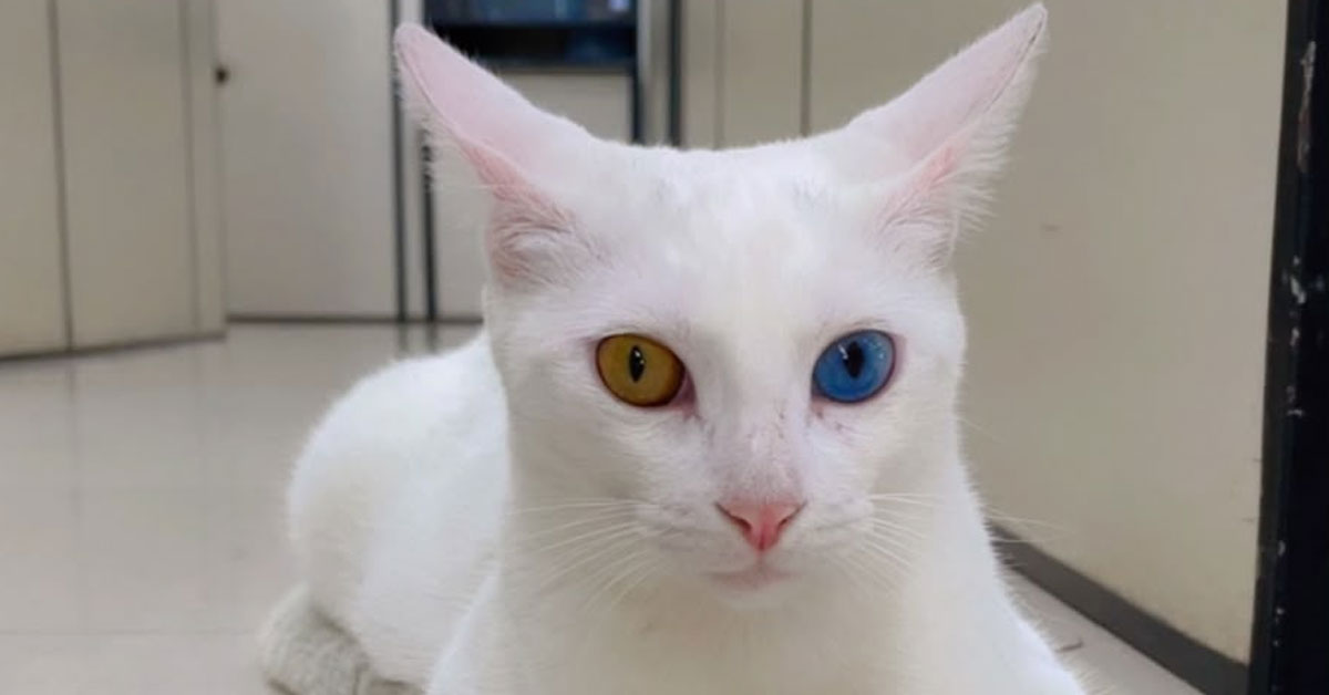 O Nordeste aparece entre os maiores percentuais de domicílios com gatos.