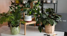 Um vaso perfumado pode parecer apenas um item de decoração, mas algumas plantas liberam compostos aromáticos que podem incomodar determinados insetos.