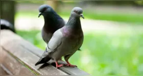 Pombos podem se instalar em varandas em busca de abrigo e alimento; veja como dificultar a presença das aves.
