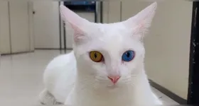 O Nordeste aparece entre os maiores percentuais de domicílios com gatos.