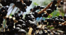 Uma cooperativa do Amapá fechou contrato para fornecer 15 mil toneladas de açaí à China até 2031, fortalecendo a exportação, gerando renda para comunidades agroextrativistas.