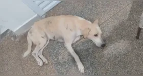 A lealdade de Faraó emocionou Porto Velho. O cachorro esperou por mais de 30 dias na porta de um hospital pelo tutor, que morreu em um acidente.