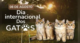 Celebrada neste 8 de agosto, a data criada em 2002 busca conscientizar sobre a posse responsável, combate ao abandono e cuidados essenciais com os felinos