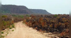 Mapeamento mostra queda da cobertura verde para 65% do território em quatro décadas; preservação reduziu impactos dos eventos climáticos extremos.