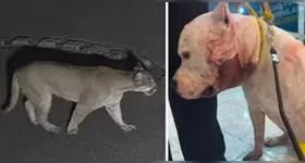 Pitbull ficou ferido após confronto com a onça-parda.