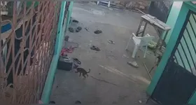 O enxame atacou os cachorros, que não resistiram às ferroadas