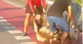 Cavalo foi atropelado na avenida Centenário, em Belém, e recebeu atendimento veterinário após o acidente.