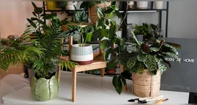 Um vaso perfumado pode parecer apenas um item de decoração, mas algumas plantas liberam compostos aromáticos que podem incomodar determinados insetos.