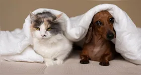 Para quem tem animais e crianças em casa, é preciso ficar atento a determinados tipos de produtos que podem ser tóxicos, caso sejam usados em maiores quantidades.