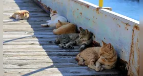 Em 2014, a Ilha era habitada por 91 gatos e apenas 17 moradores.