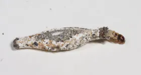 Misturas caseiras com bicarbonato, além de ingredientes como canela, cravo e casca de limão, podem ajudar a afastar insetos com a traça-das-roupas.