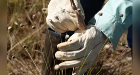 Entre esses achados, estão a Paepalanthus magalhaesii e a Coracoralina amoena que são típicas da paisagem das serras de Minas Gerais